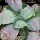 Echeveria Etna