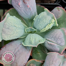 Load image into Gallery viewer, Echeveria Etna - John &amp; Norma&#39;s Succulents
