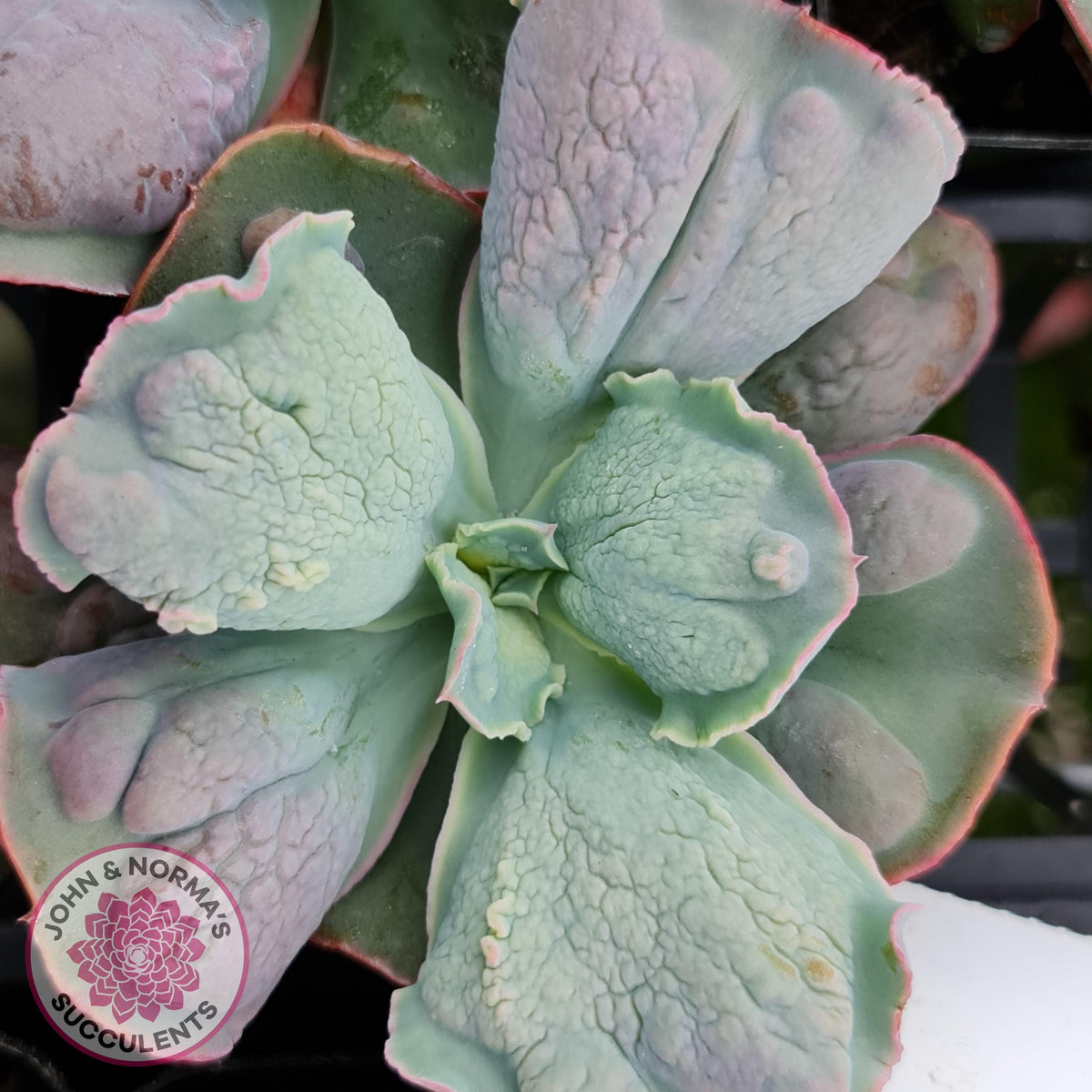 Echeveria Etna