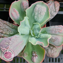 Load image into Gallery viewer, Echeveria Etna - John &amp; Norma&#39;s Succulents
