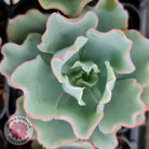 Echeveria 'Aquarius'