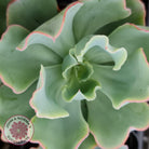Echeveria 'Aquarius'