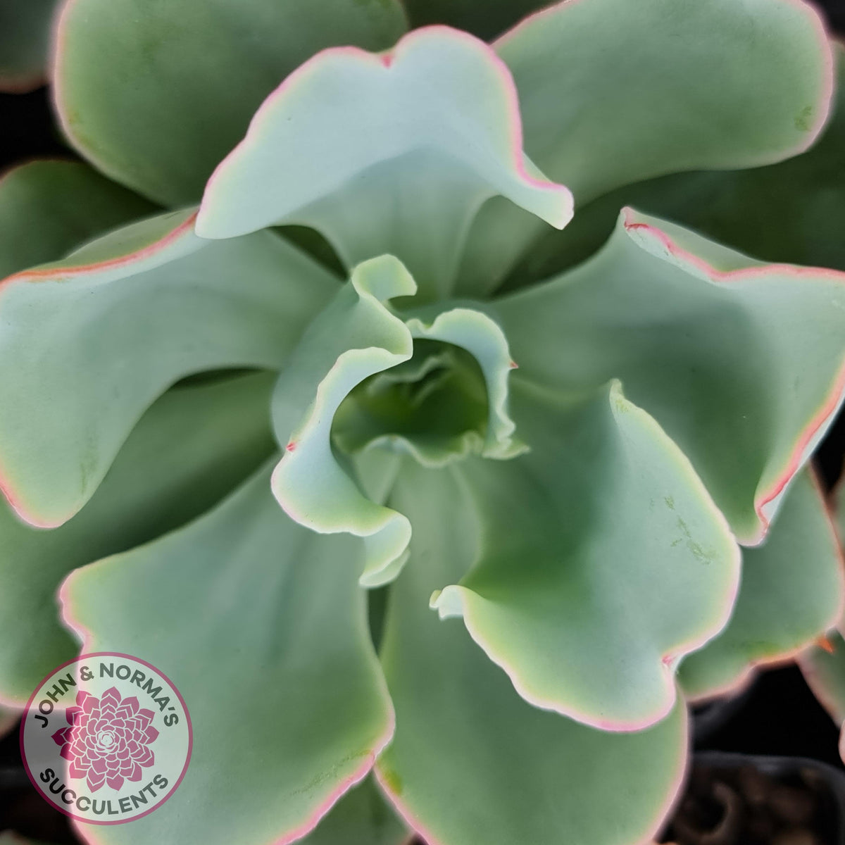 Echeveria 'Aquarius'