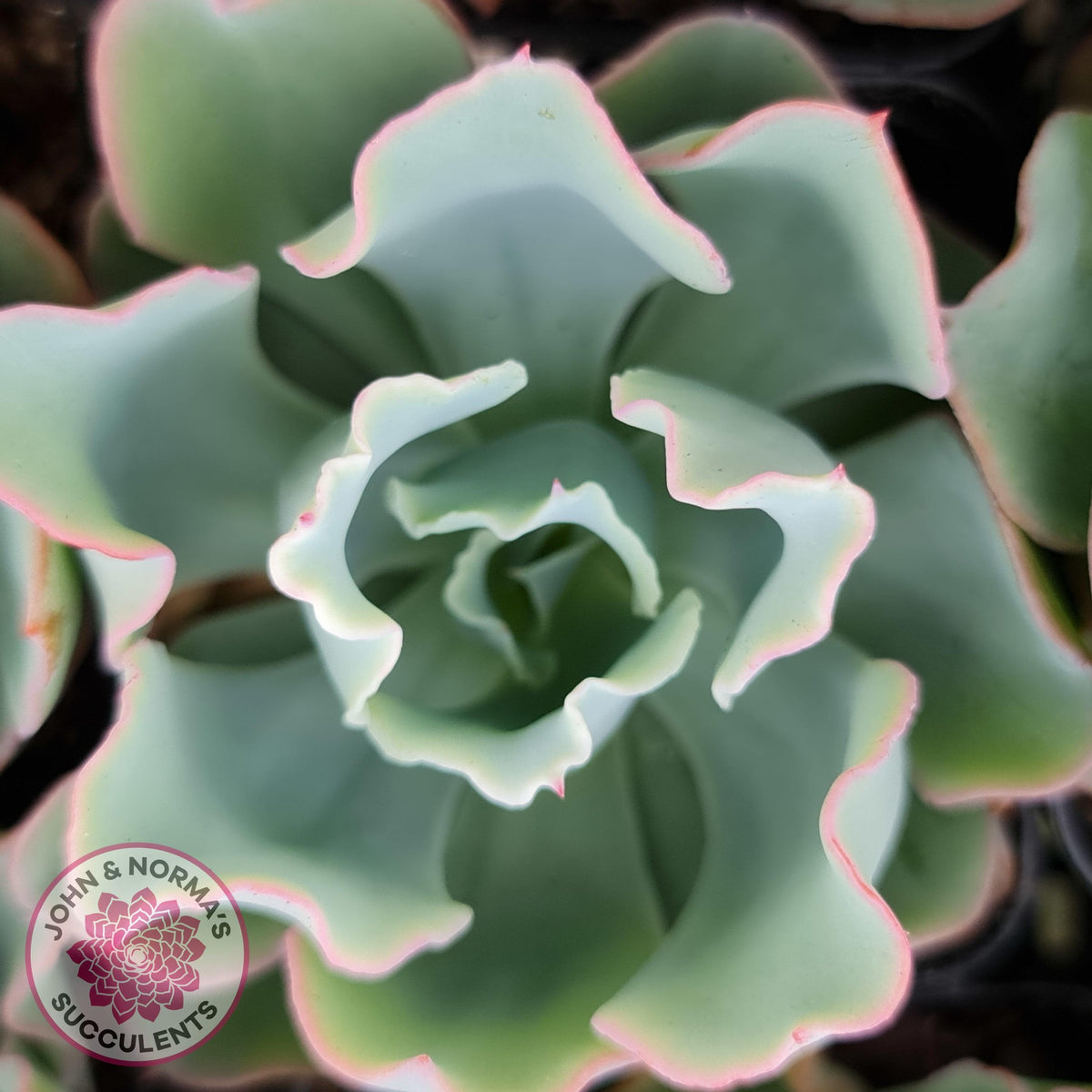 Echeveria 'Aquarius'