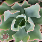 Echeveria 'Aquarius'