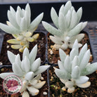 Senecio Haworthii 'Cocoon Plant'
