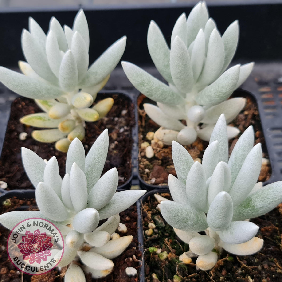 Senecio Haworthii 'Cocoon Plant'