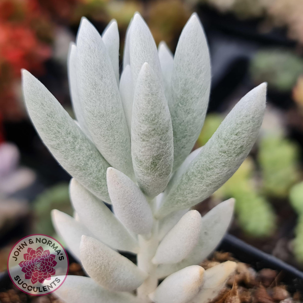 Senecio Haworthii 'Cocoon Plant'