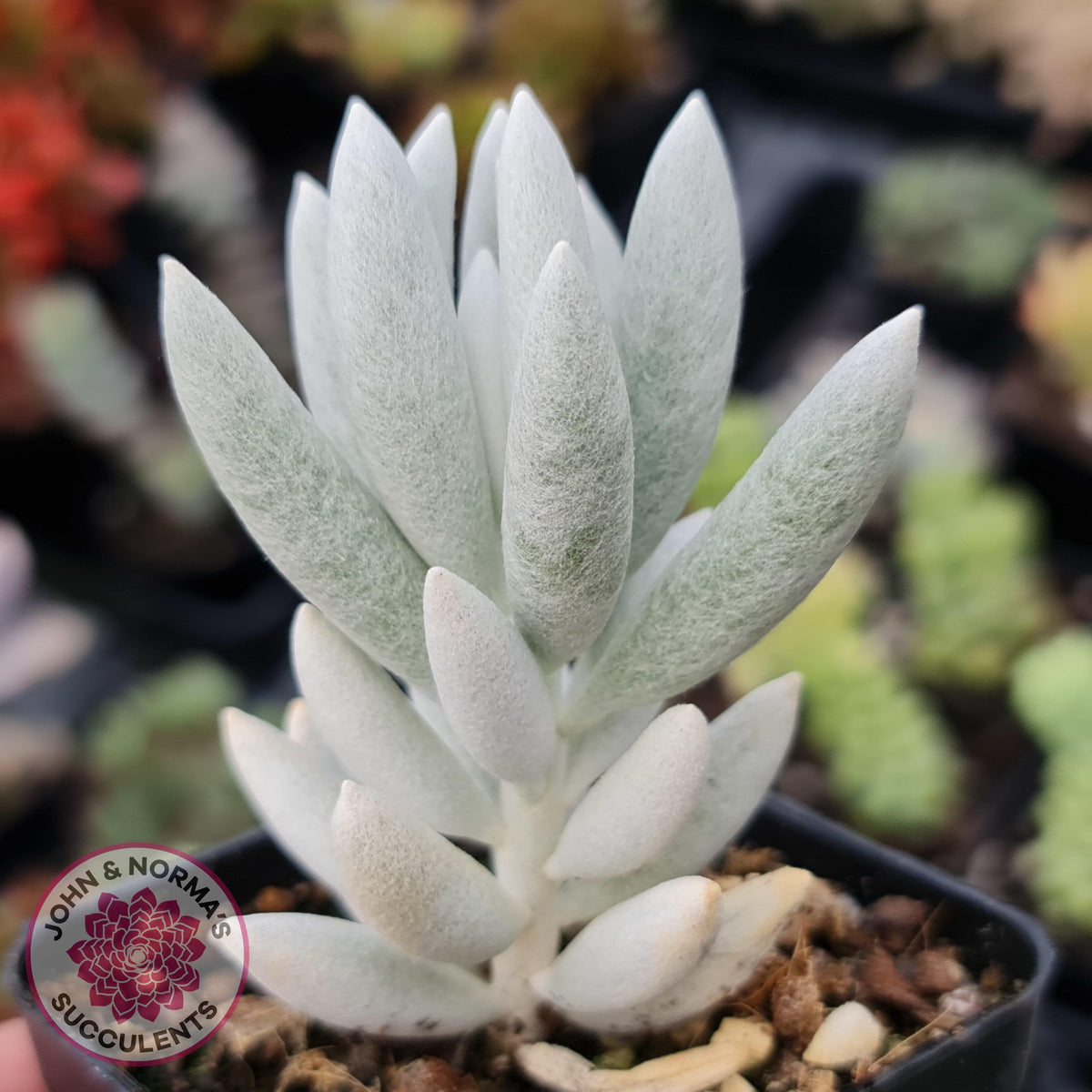 Senecio Haworthii 'Cocoon Plant'
