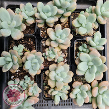 Load image into Gallery viewer, Graptosedum Miul - John &amp; Norma&#39;s Succulents
