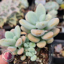 Load image into Gallery viewer, Graptosedum Miul - John &amp; Norma&#39;s Succulents
