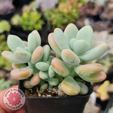 Load image into Gallery viewer, Graptosedum Miul - John &amp; Norma&#39;s Succulents
