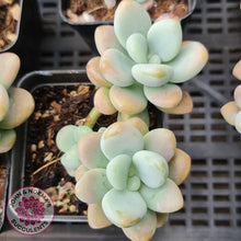 Load image into Gallery viewer, Graptosedum Miul - John &amp; Norma&#39;s Succulents
