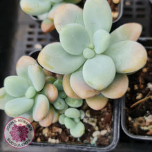 Load image into Gallery viewer, Graptosedum Miul - John &amp; Norma&#39;s Succulents
