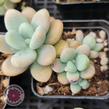 Load image into Gallery viewer, Graptosedum Miul - John &amp; Norma&#39;s Succulents
