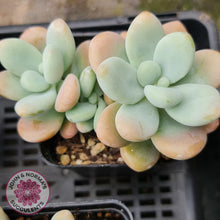 Load image into Gallery viewer, Graptosedum Miul - John &amp; Norma&#39;s Succulents
