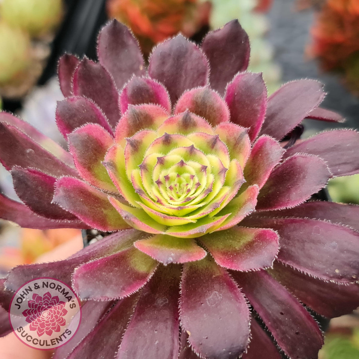 Aeonium Mardi Gras