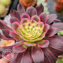 Load image into Gallery viewer, Aeonium Mardi Gras - John &amp; Norma&#39;s Succulents
