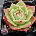 Echeveria Blue Dragon
