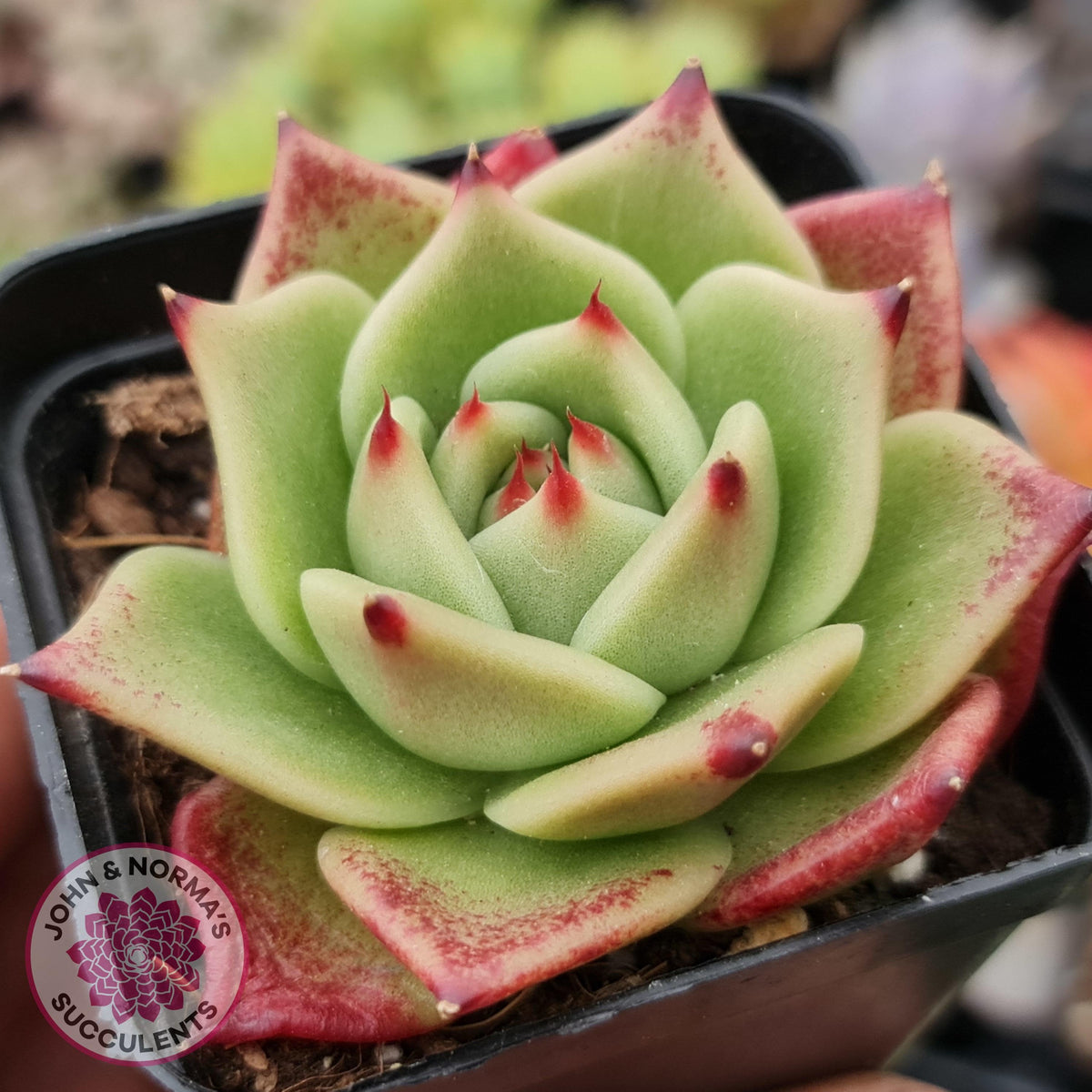Echeveria Blue Dragon