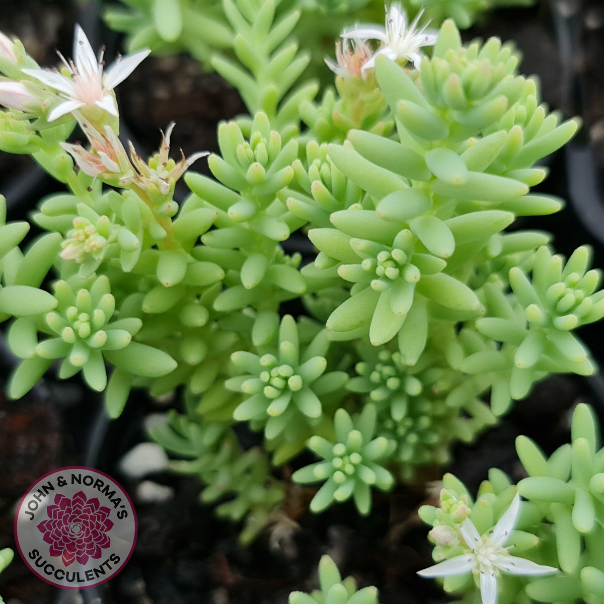 Sedum hispanicum