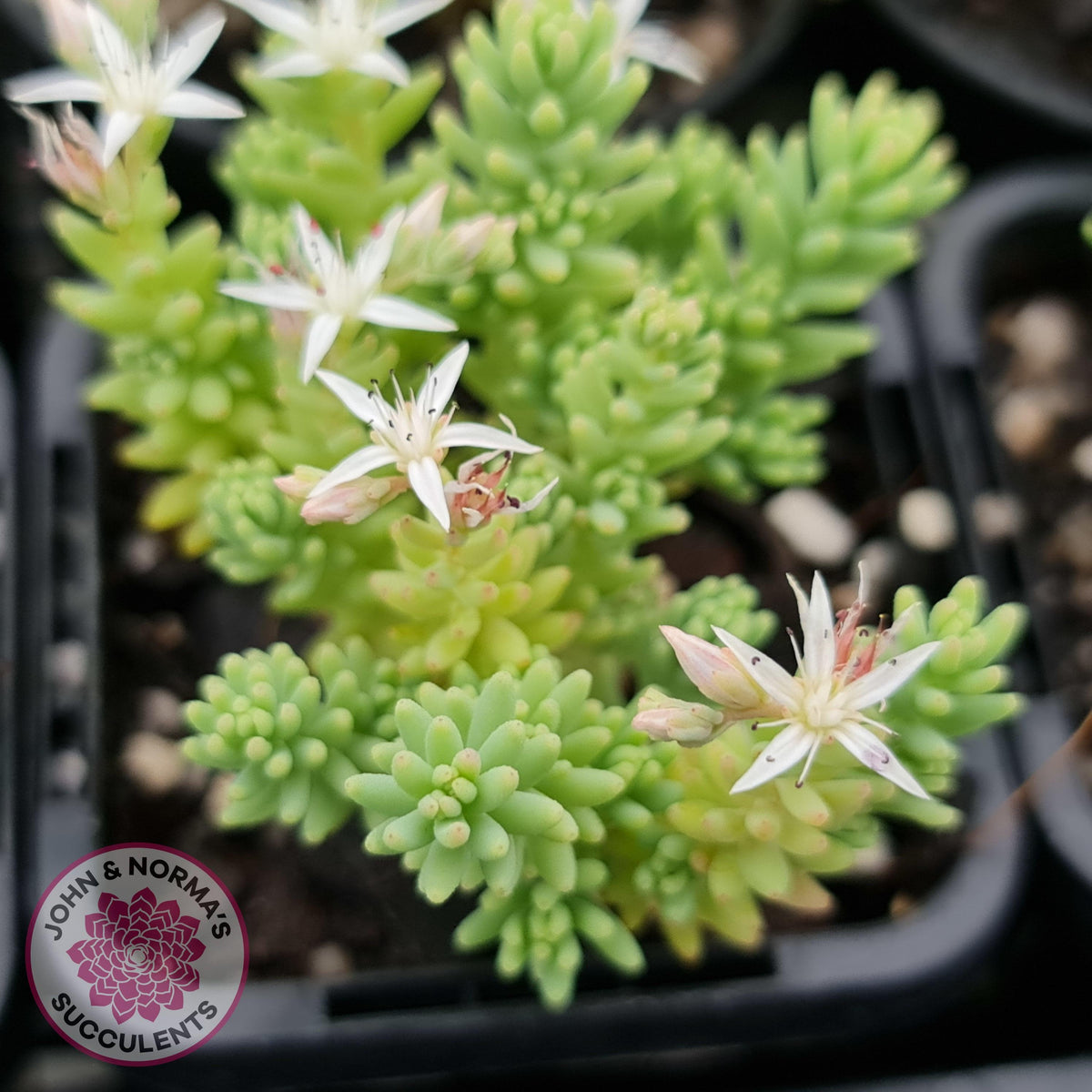 Sedum hispanicum