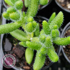 Delosperma echinatum 'Pickle Plant'