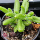 Delosperma echinatum 'Pickle Plant'