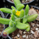 Delosperma echinatum 'Pickle Plant'