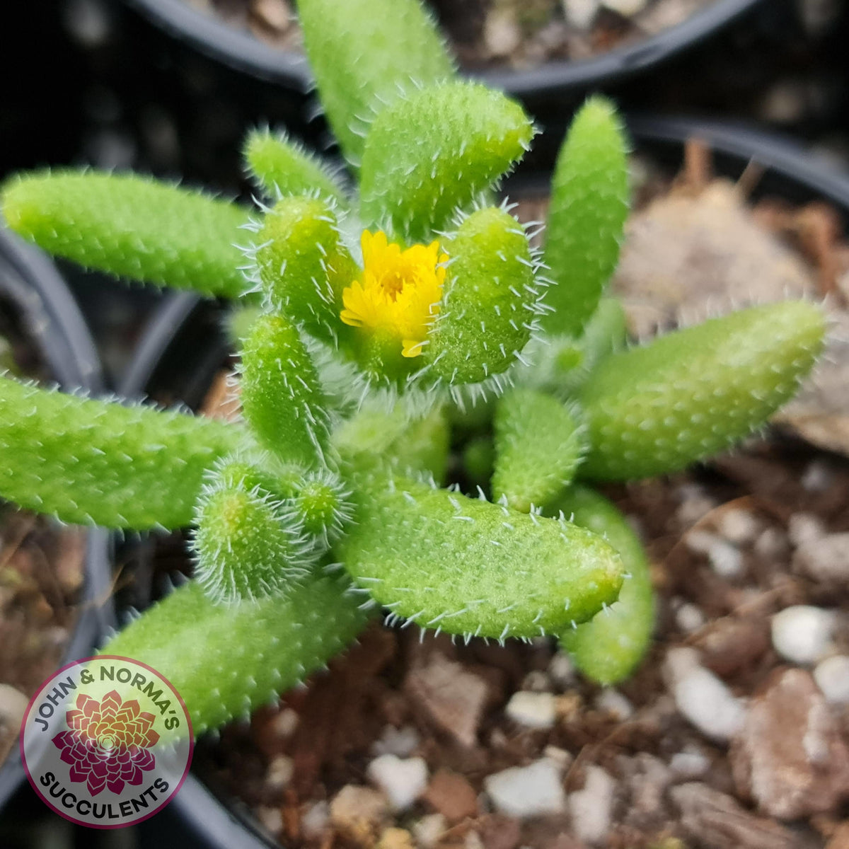 Delosperma echinatum 'Pickle Plant'