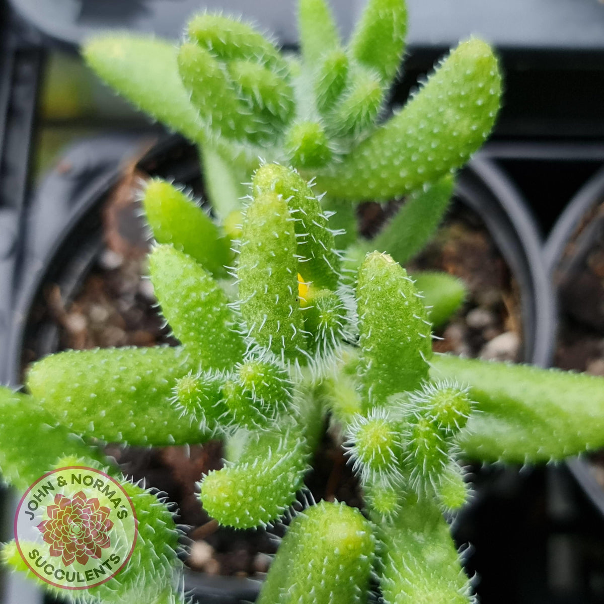 Delosperma echinatum 'Pickle Plant'