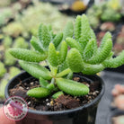 Delosperma echinatum 'Pickle Plant'