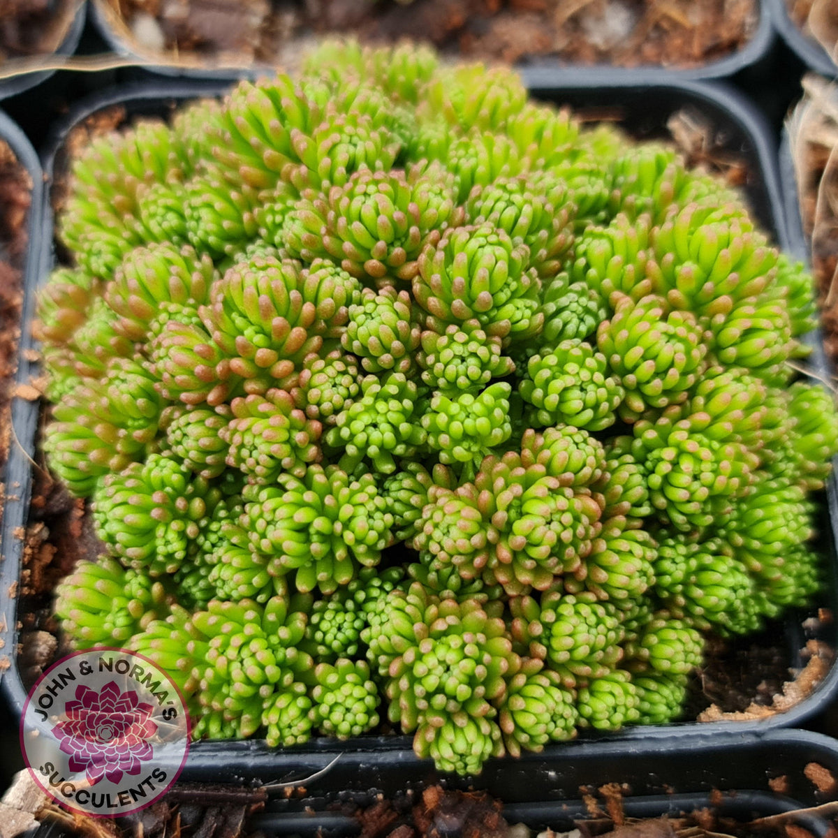 Sedum lydium