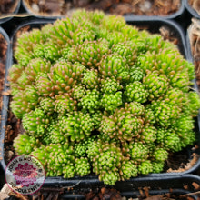 Load image into Gallery viewer, Sedum Lydium - John &amp; Norma&#39;s Succulents
