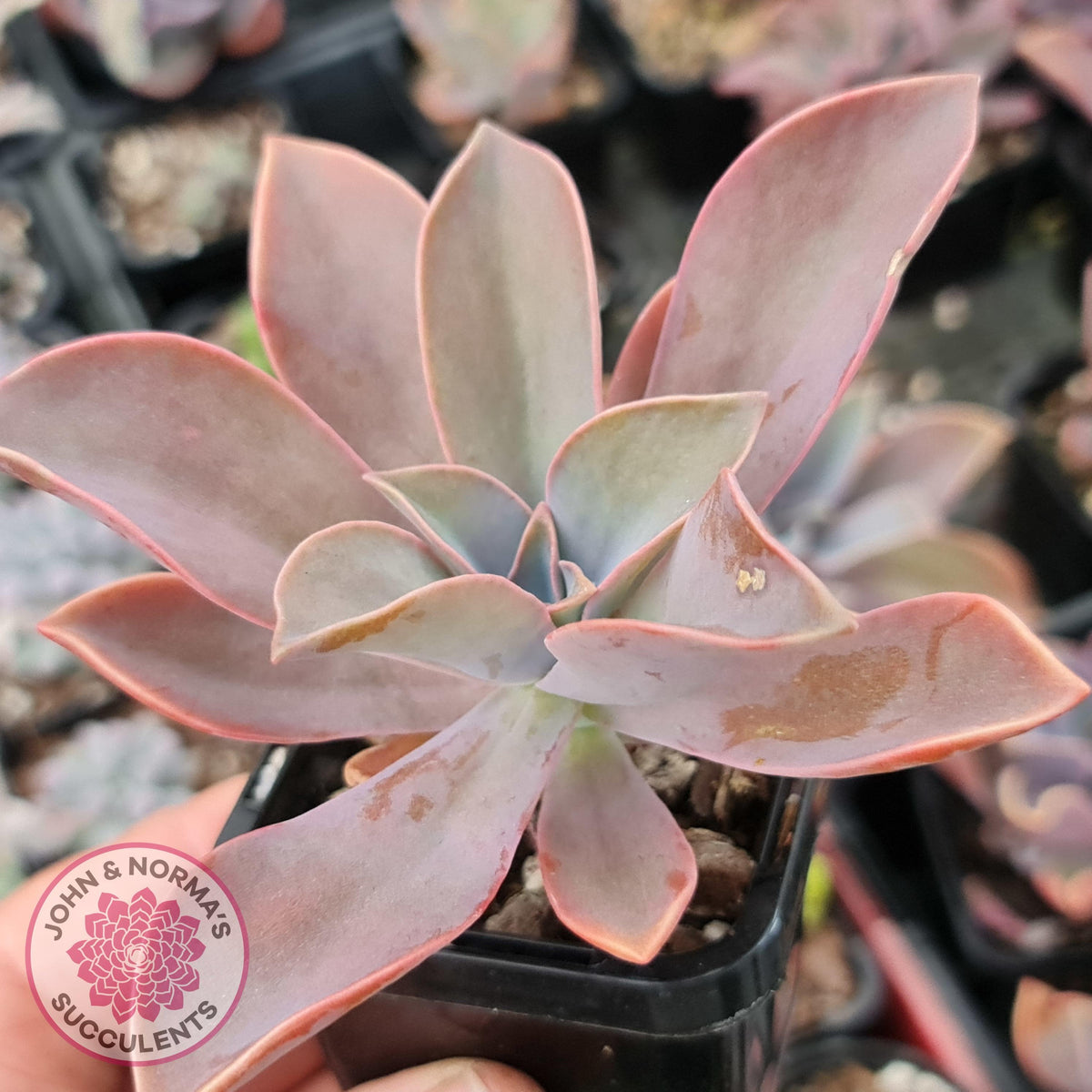 Graptoveria Fred Ives