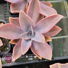 Graptoveria Fred Ives