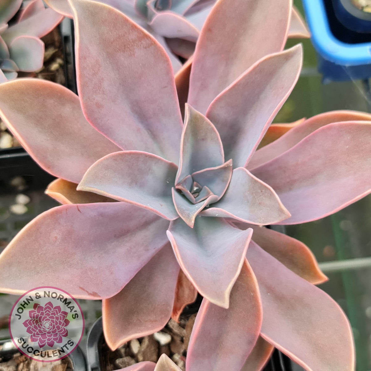 Graptoveria Fred Ives
