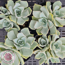 Load image into Gallery viewer, Graptoveria Coconut Ice - John &amp; Norma&#39;s Succulents
