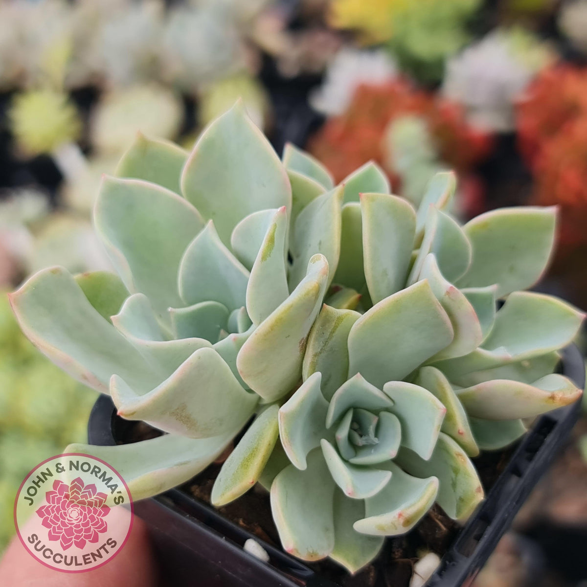 Graptoveria 'Coconut Ice'