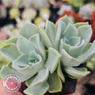 Graptoveria 'Coconut Ice'
