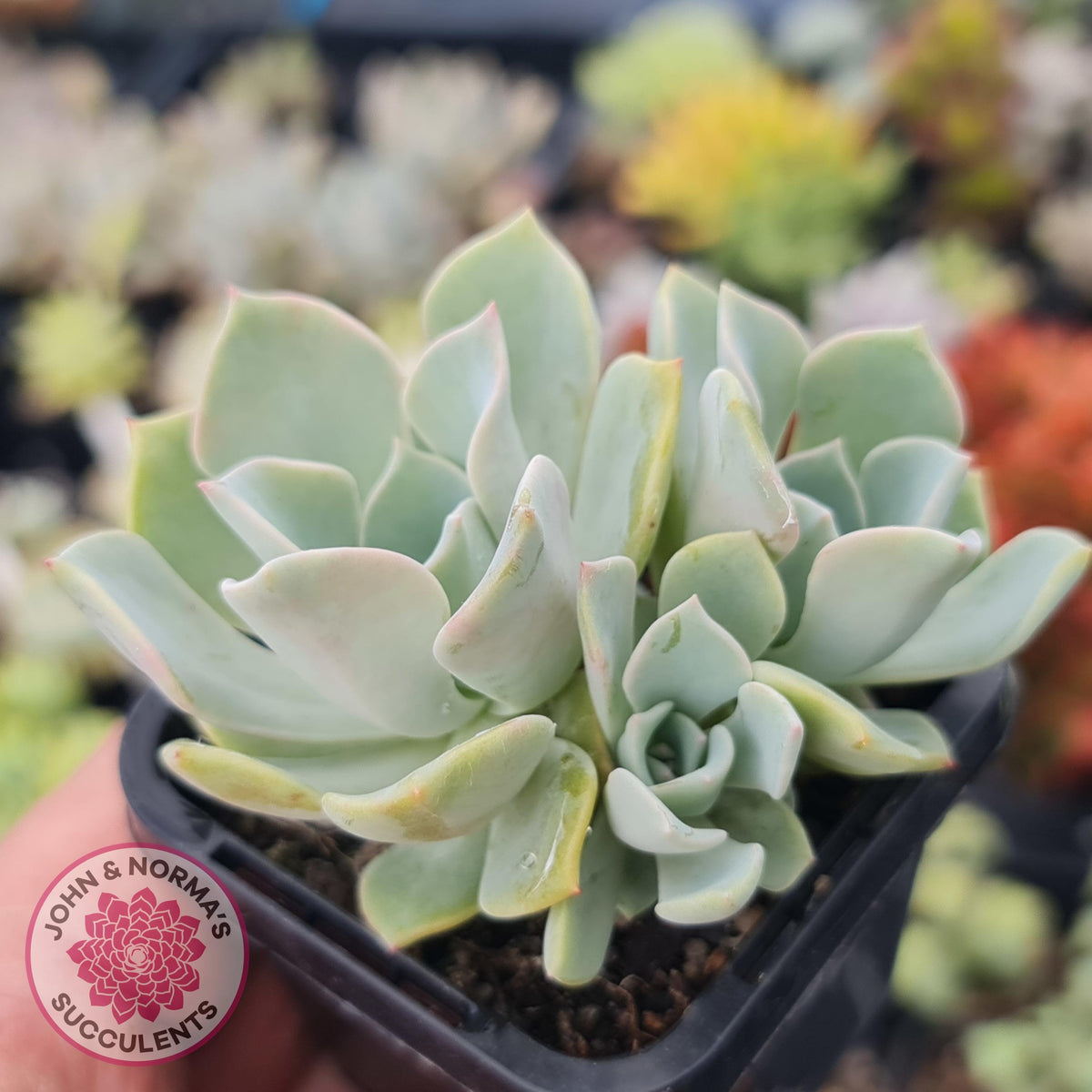 Graptoveria 'Coconut Ice'
