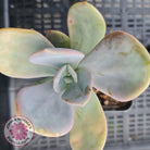Pachyveria Chunky