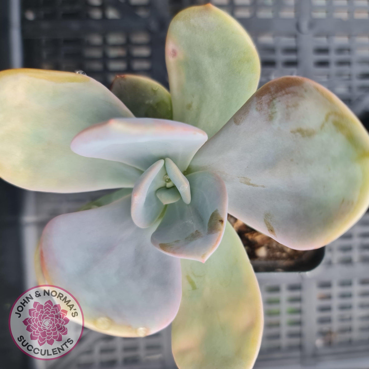 Pachyveria Chunky