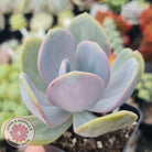 Pachyveria Chunky