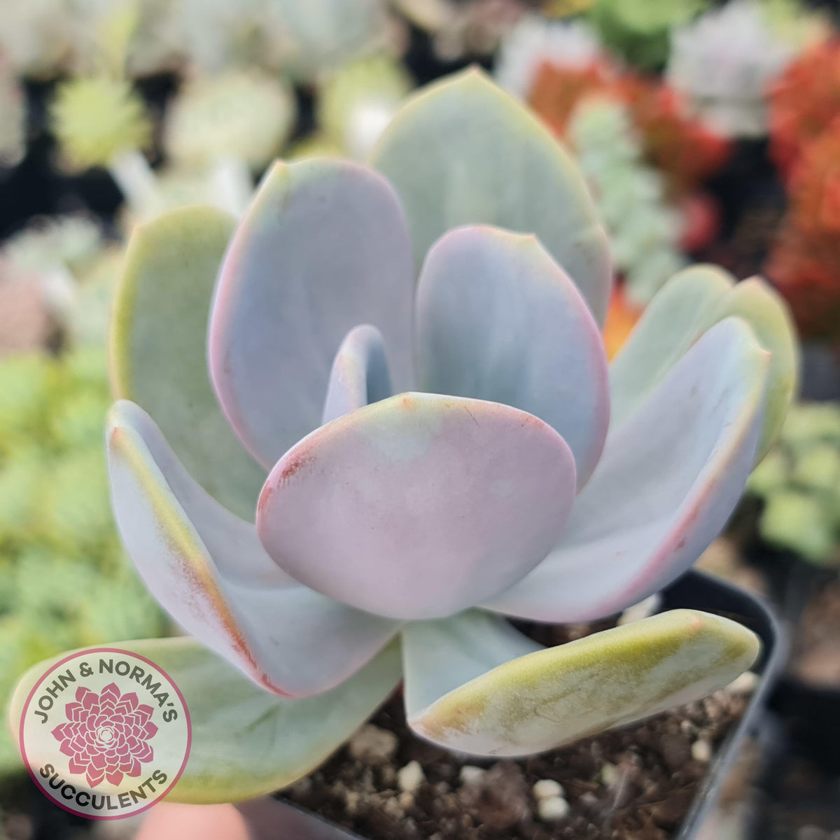 Pachyveria Chunky