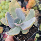 Pachyveria Chunky