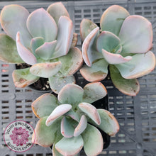 Load image into Gallery viewer, Pachyveria Chunky - John &amp; Norma&#39;s Succulents
