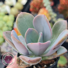 Load image into Gallery viewer, Pachyveria Chunky - John &amp; Norma&#39;s Succulents
