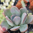Pachyveria Chunky