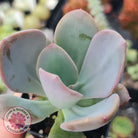 Pachyveria Chunky
